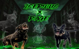 Belgian Shepherd Dog dogs for sale: 3x Serious Black Dutch Herder Puppies Available - Image 1