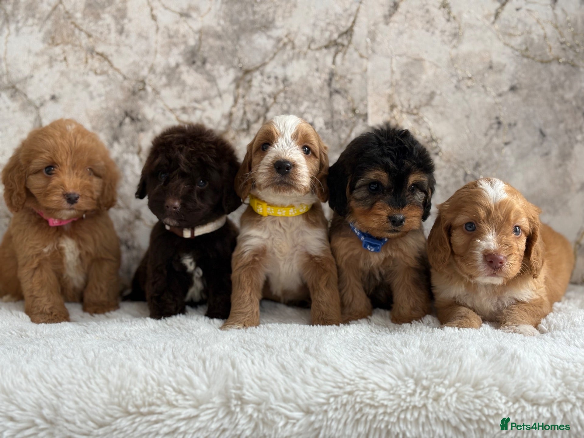 Cockapoo dogs Health tested F1 cockapoo puppies 🐶  - Advert 1