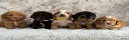 Cockapoo dogs for sale: Health tested F1 cockapoo puppies 🐶  - Advert 1