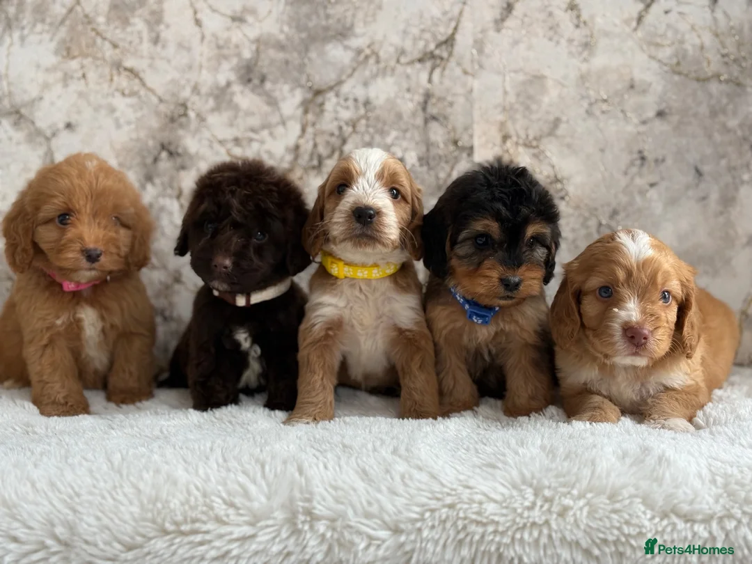 Cockapoo dogs for sale: Health tested F1 cockapoo puppies 🐶  - Advert 1