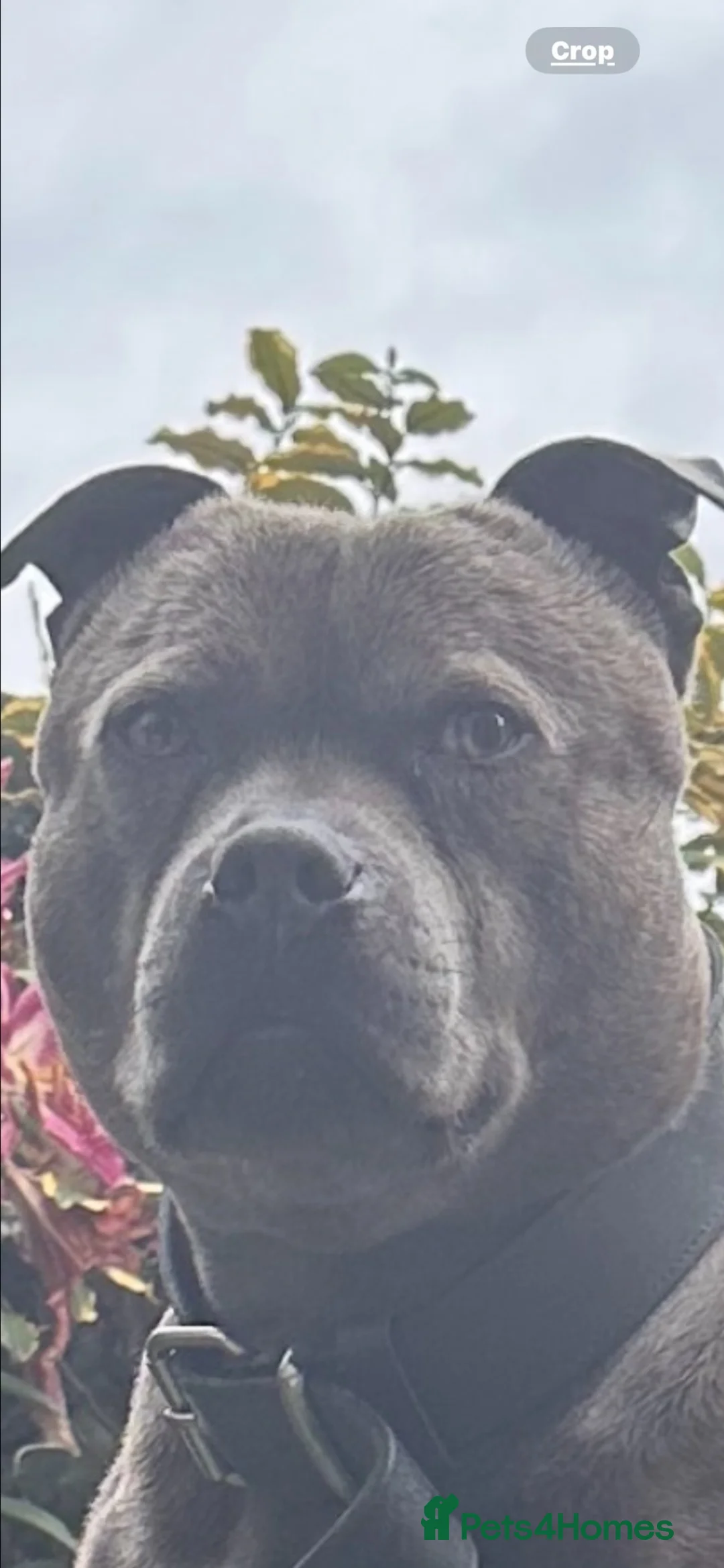 Staffordshire Bull Terrier dogs for sale: 🐾 5 Beautiful blue staff Puppies! 🐾   in Oldham - Advert 2