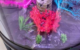 Other/Mixed Breed fish for sale: 190lt corner fishtank - Image 4