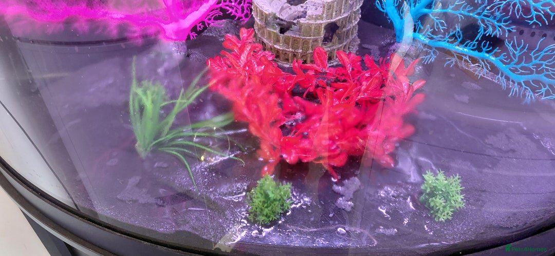 Other/Mixed Breed fish for sale: 190lt corner fishtank - Image 4