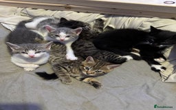 Toyger cats for sale: Toyger kittens  - Advert 1