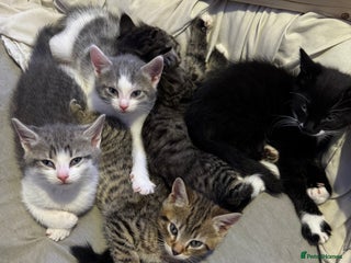 Toyger cats Toyger kittens - Advert 1