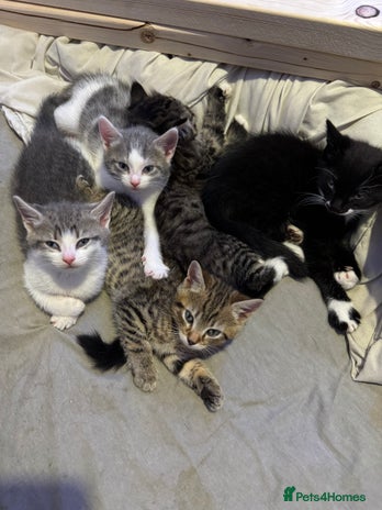 Toyger cats Toyger kittens - Advert 2