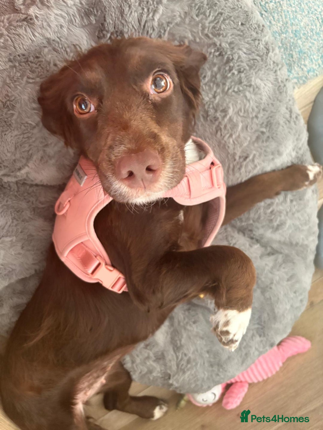 Cocker Spaniel dogs for sale: Cocker Spaniel 2year old female  - Advert 3