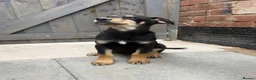 Mixed Breed dogs for sale: Dobermann x husky puppies - Advert 5