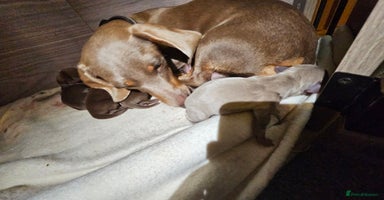 Dachshund dogs - Advert 6