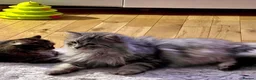 Siberian cats for sale: Retiring show cats in Billericay - Advert 8
