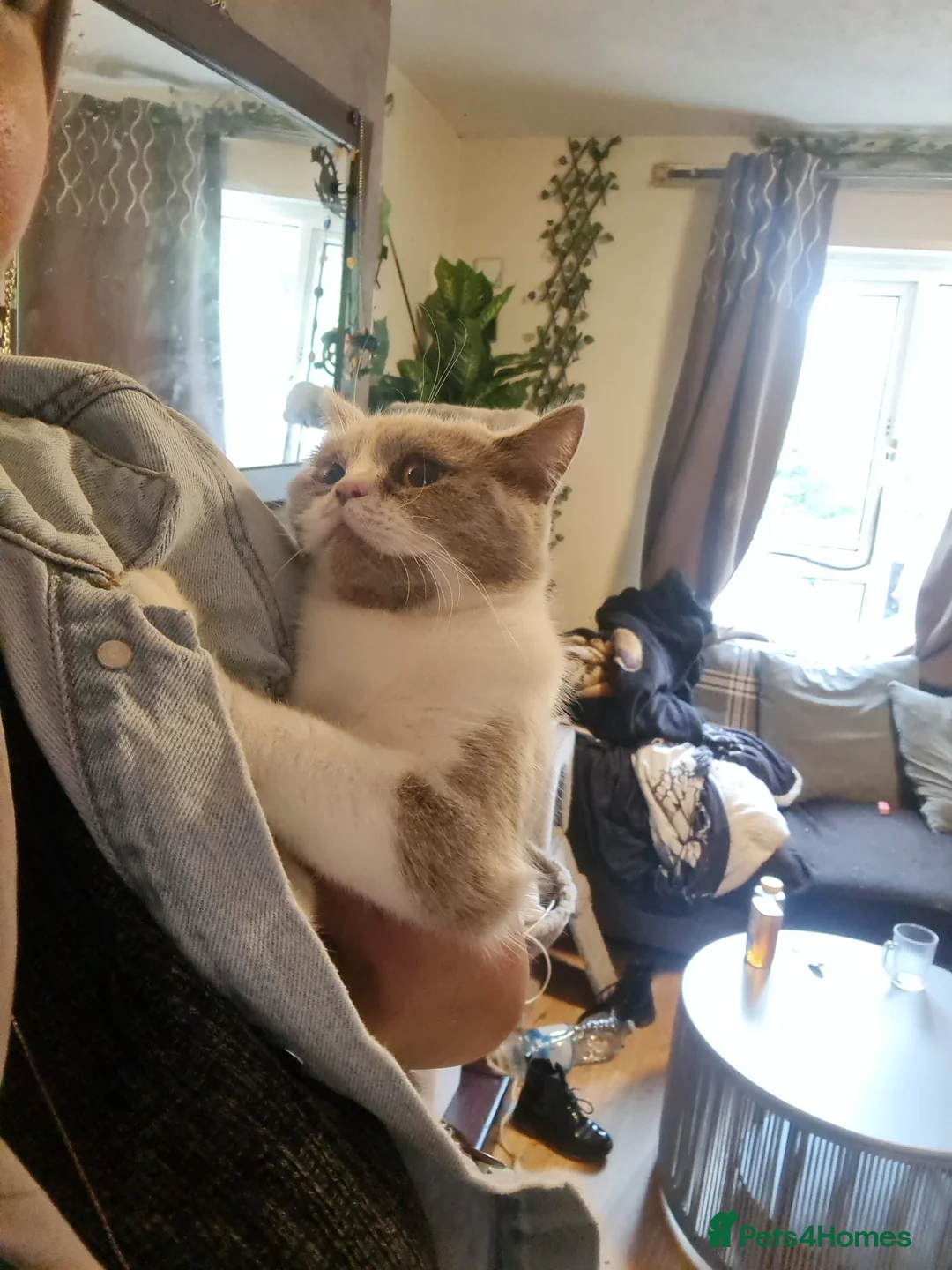 Brazilian Shorthair cats for sale: Sweet lilly for sweet home - Advert 2