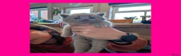 British Shorthair cats for sale: 5 Stunning Lilac Shorthair Kittens For Sale - Advert 8