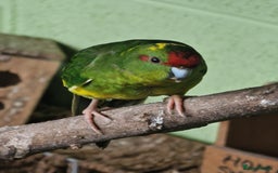 Mixed Breed birds for sale: Avairy birds - Image 1