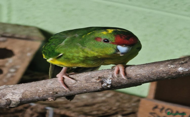 Mixed Breed birds - Advert 1