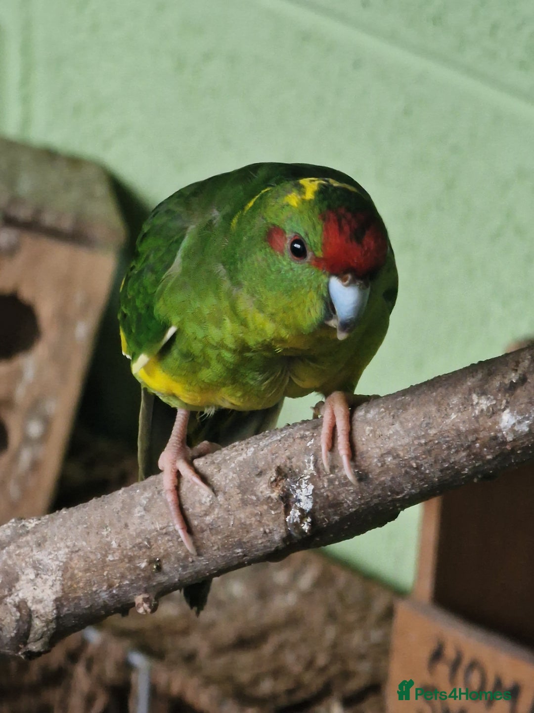 Mixed Breed birds for sale: Avairy birds - Image 1
