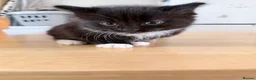 Mixed Breed cats for sale: Kittens available  - Advert 5