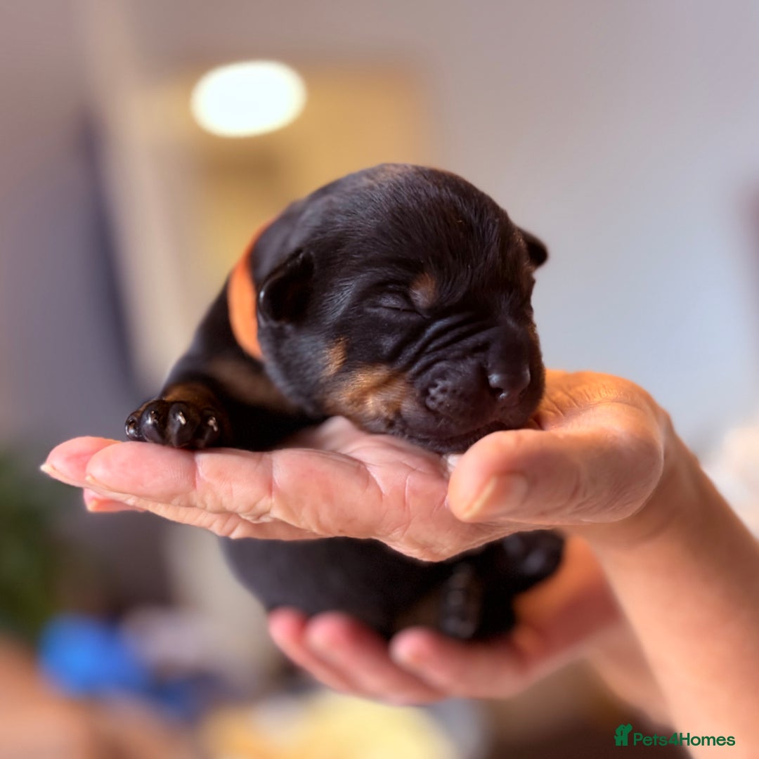 Rottweiler dogs for sale: 4 Gorgeous Rottweiler Puppies - Advert 2