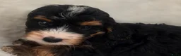 Cockapoo dogs for sale: Stunning F1 Cockapoo Puppies Beautiful Colours - Advert 8
