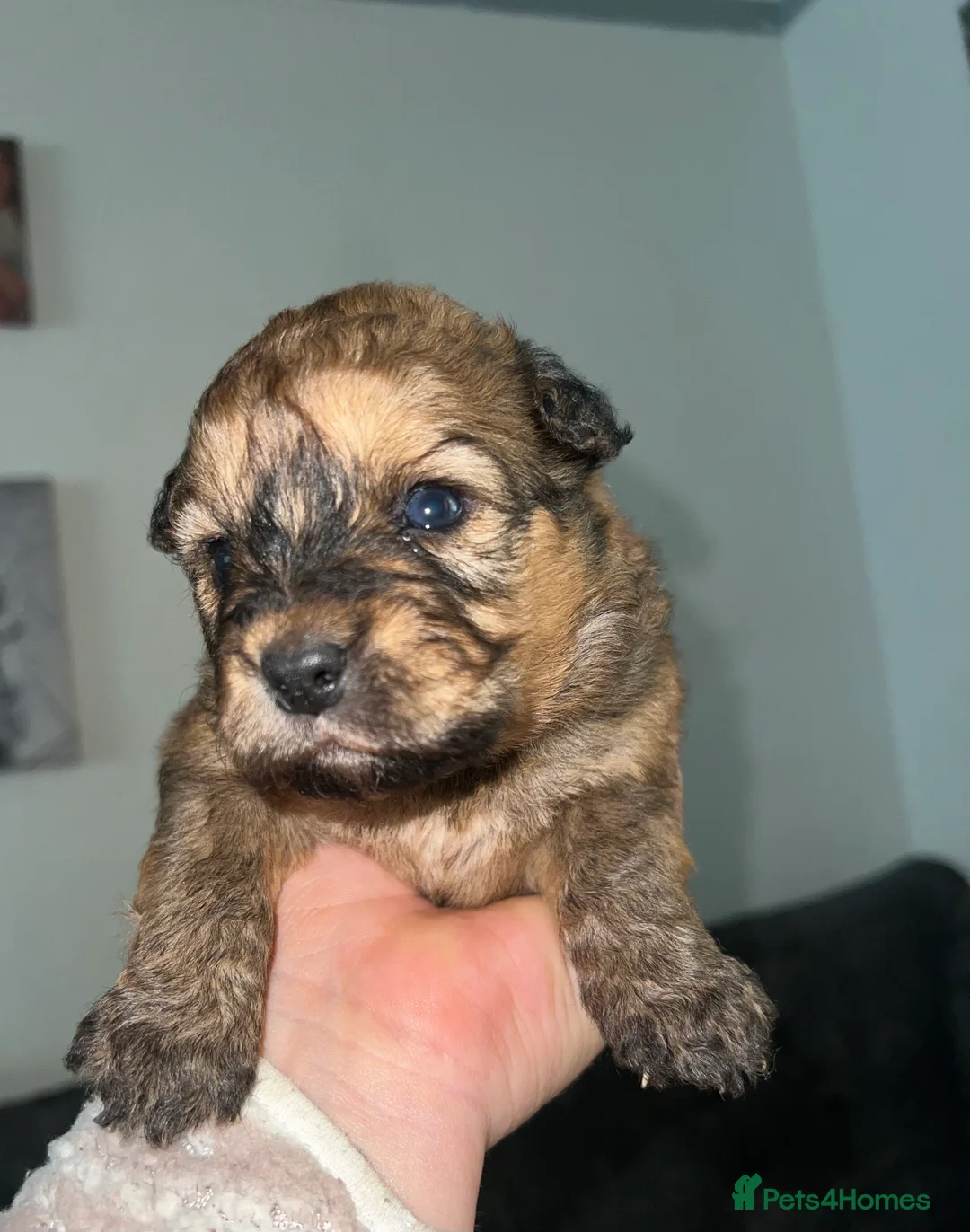 Mixed Breed dogs for sale: 7 beautiful Malkita x puppies with unique colours  - Advert 2