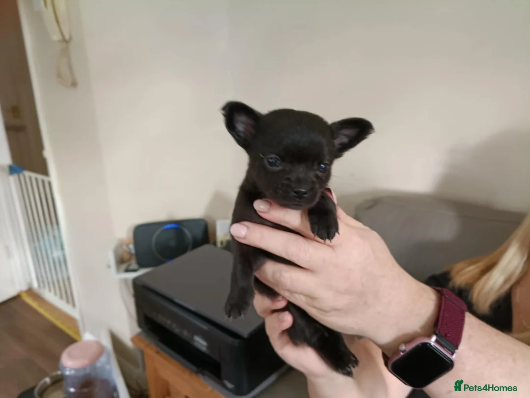 Chihuahua dogs for sale: Tiny chihuahuas  - Advert 10