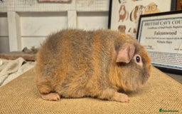 Guinea Pig rodents for sale: Bonded pairs of guinea pigs - Image 5