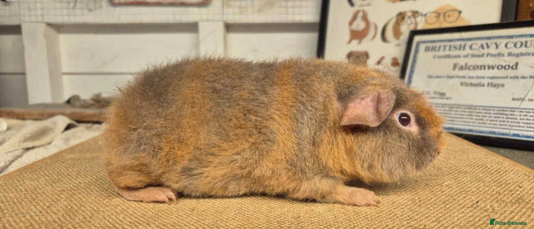 Guinea Pig rodents for sale: Bonded pairs of guinea pigs - Image 5