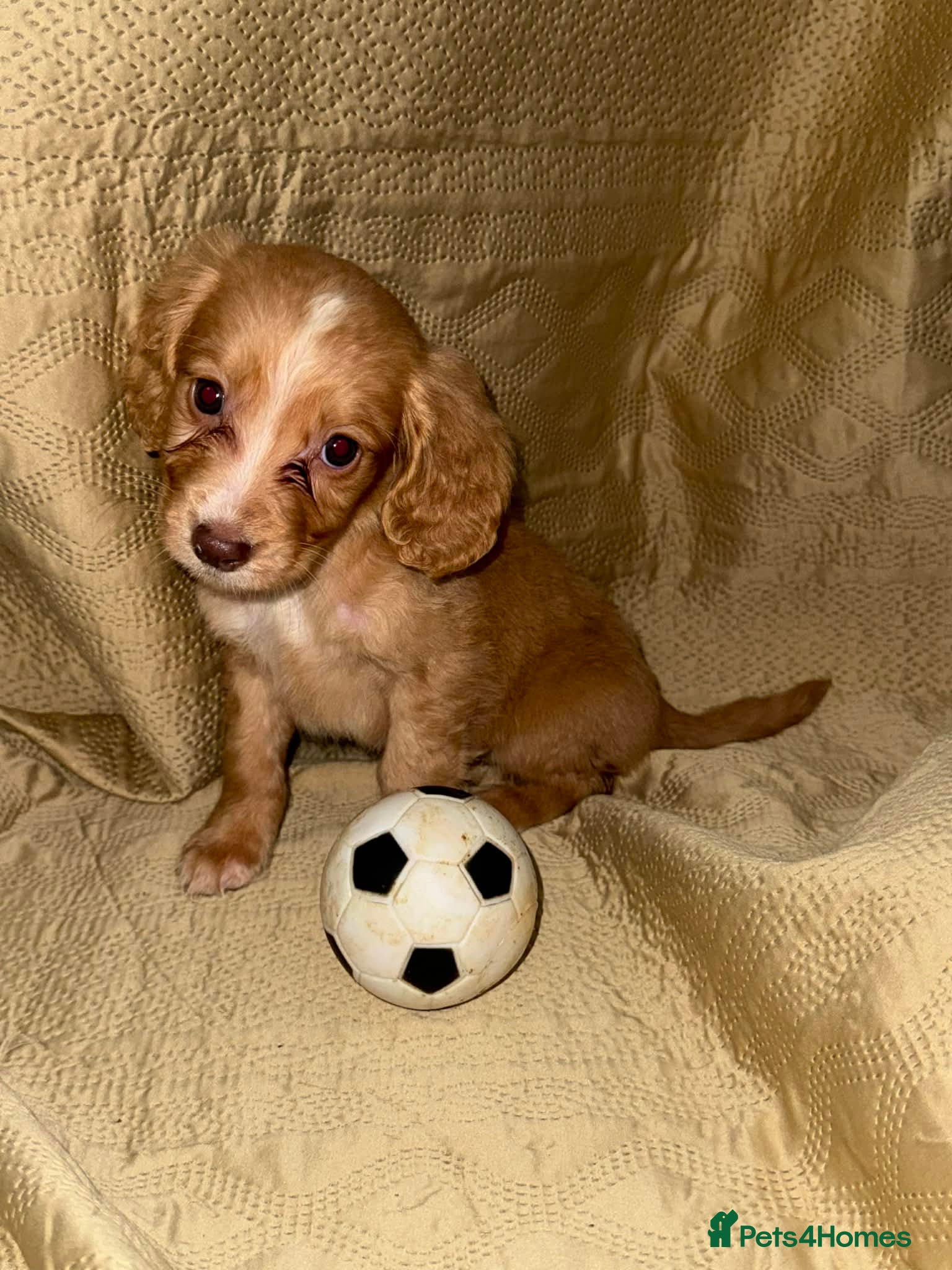 Sprocker dogs stunning sprocker spaniels!!! - Advert 3