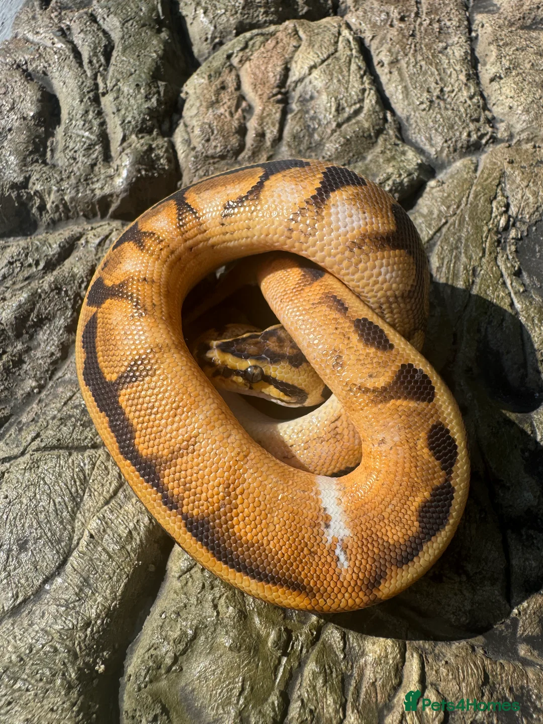 Python Snake reptiles for sale: Female sugar leopard Spotnose het clown - Advert 3