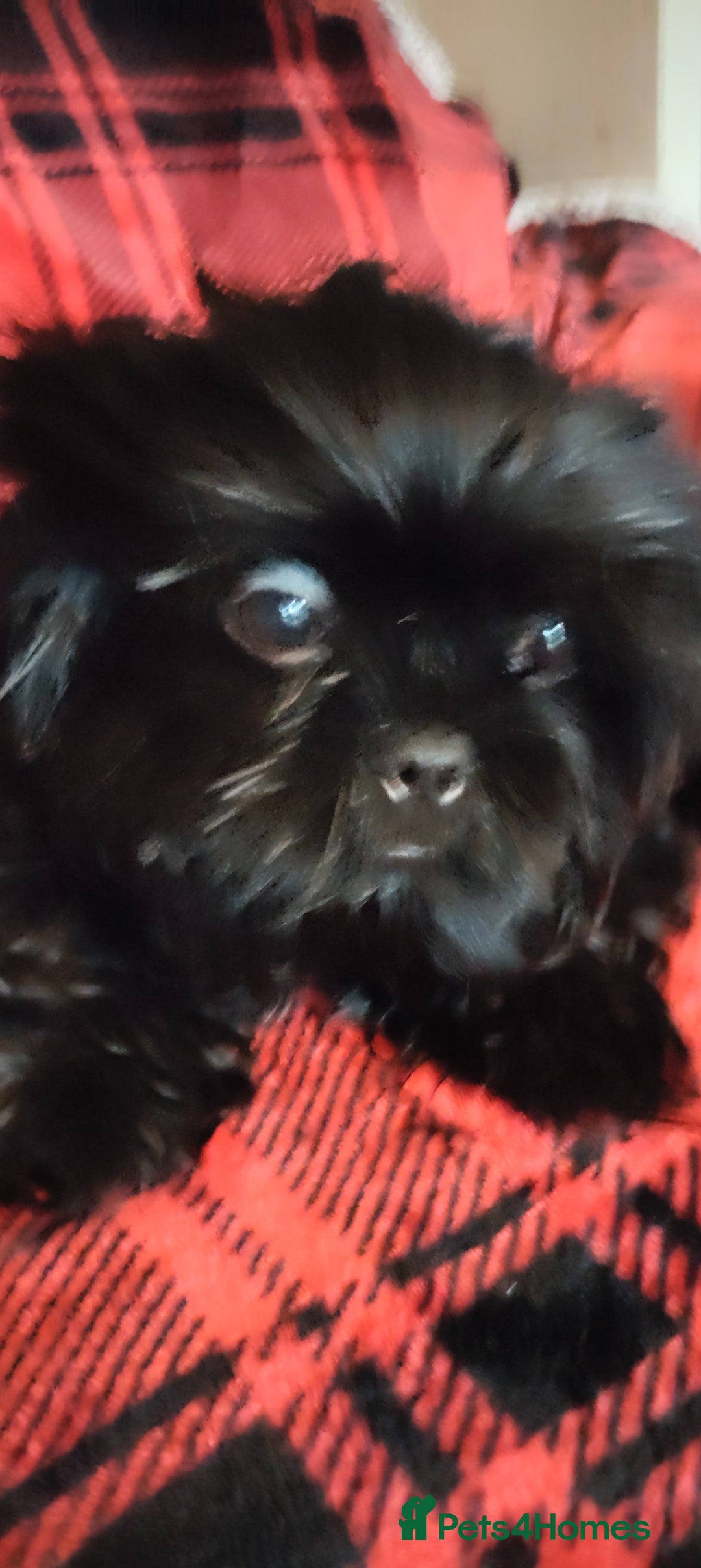 Shih Tzu dogs for sale: Half Imperial Shihtzu Pups (Karashishi Lines)  - Image 7