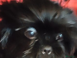 Shih Tzu dogs - Advert 7