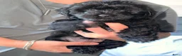 Mixed Breed dogs for sale: Yorkiepoo  - Advert 4