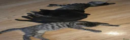 Mixed Breed cats for sale: Kittens ready for new homes - Advert 1
