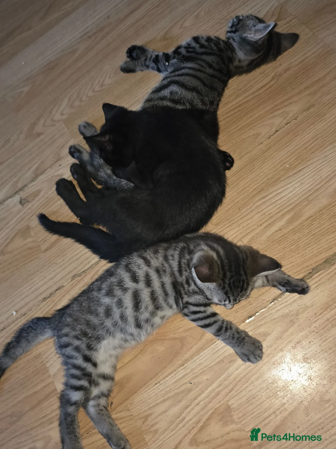 Mixed Breed cats for sale: Kittens ready for new homes - Advert 1