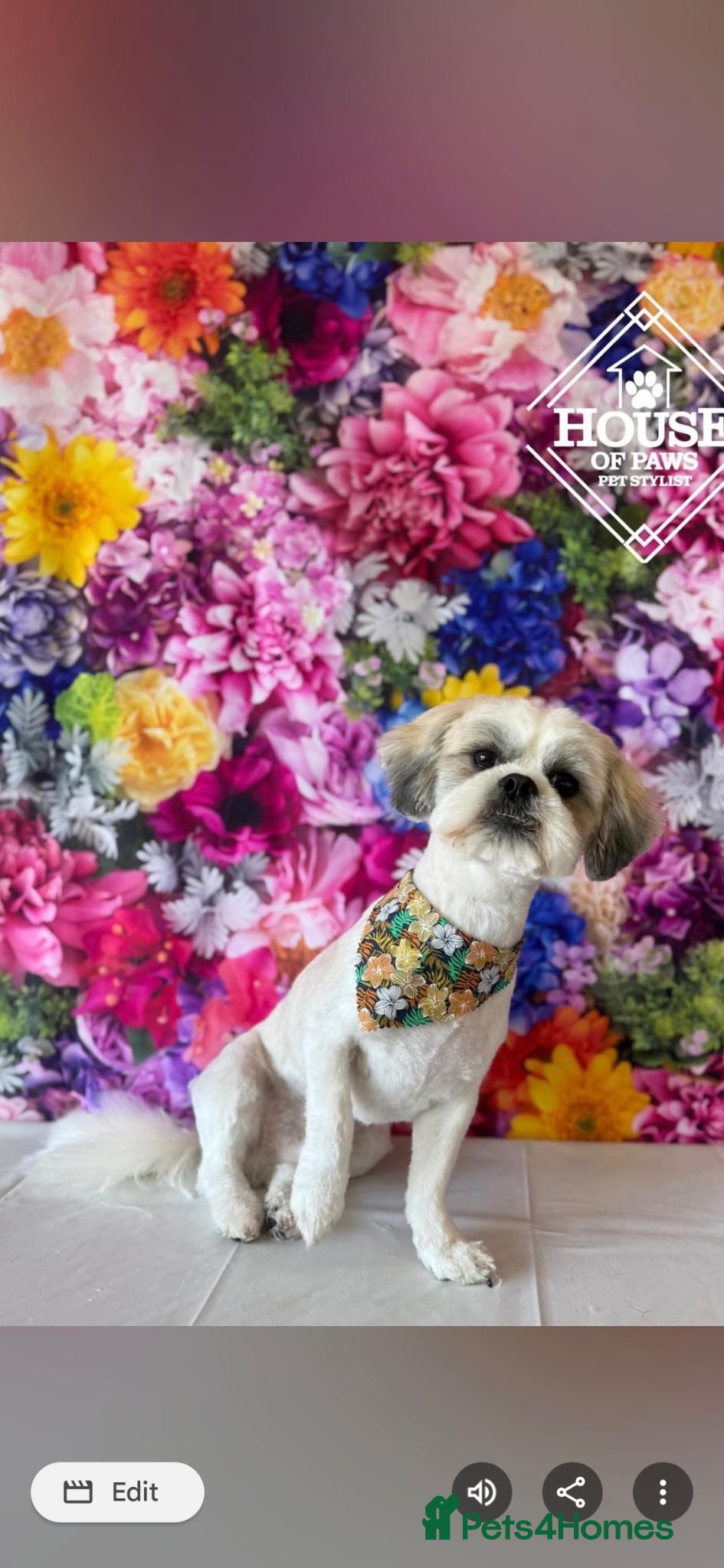 Shih Tzu dogs Mac - Shih tzu for rehome - Advert 1