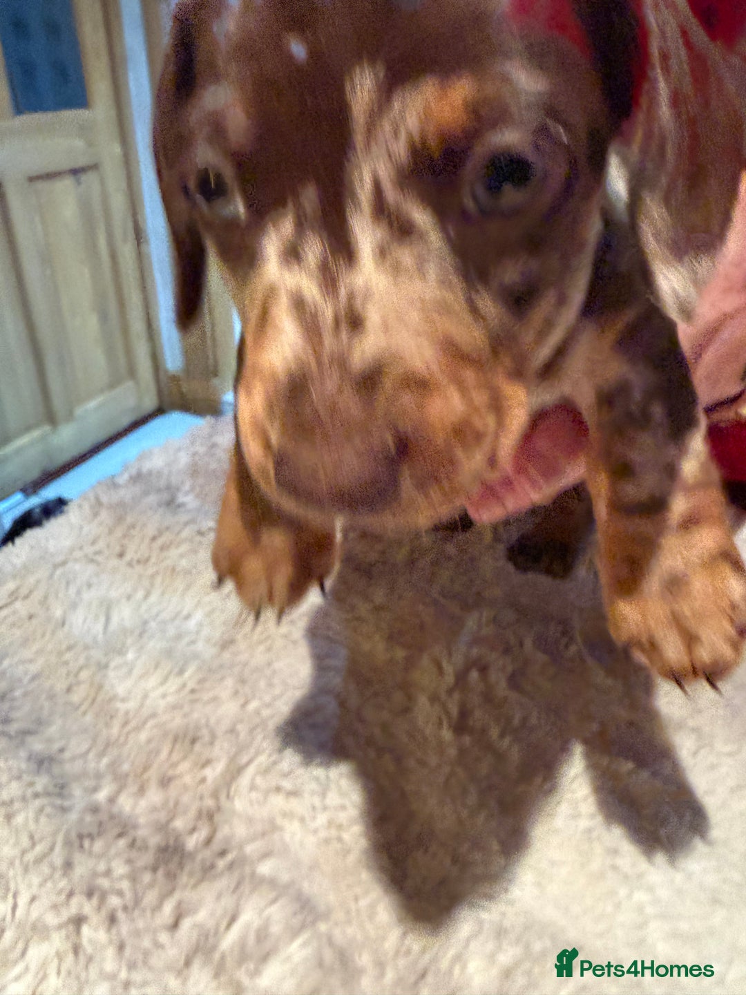 Miniature Dachshund dogs for sale: Miniature Dachshund puppies for sale - Advert 11