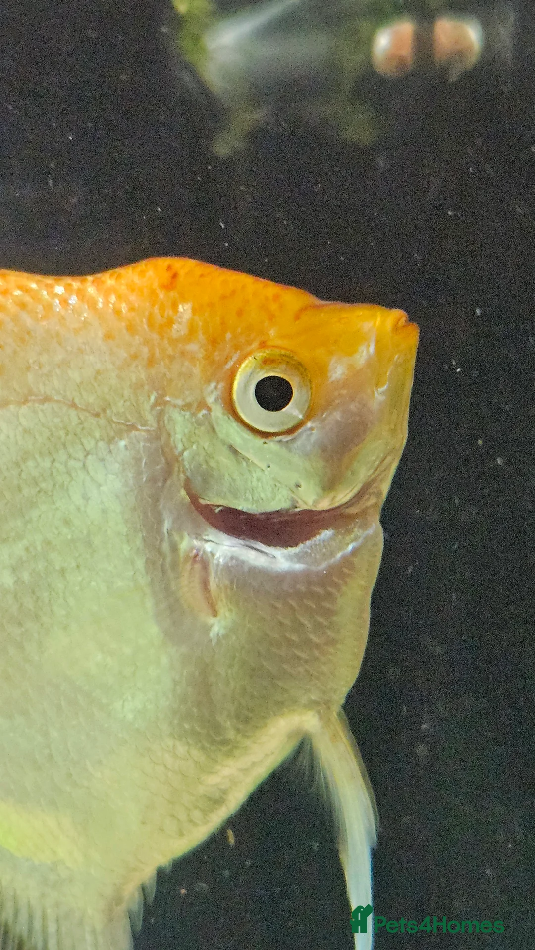 Angelfish fish for sale: Angelfish - Advert 2