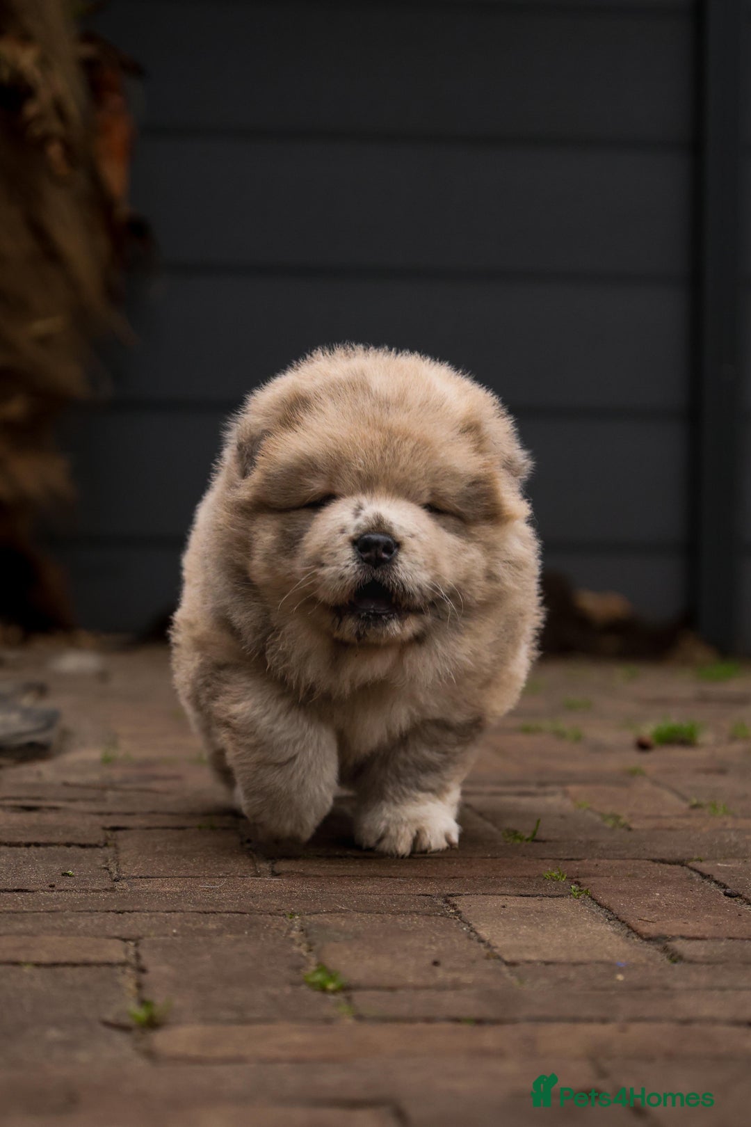 Chow Chow dogs for stud: Taco - a KC-registered Chocolate Fawn Tan Carrier - Advert 10