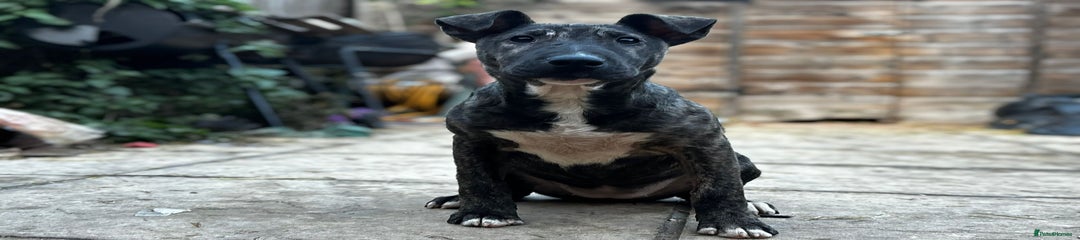 English Bull Terrier Puppy 1