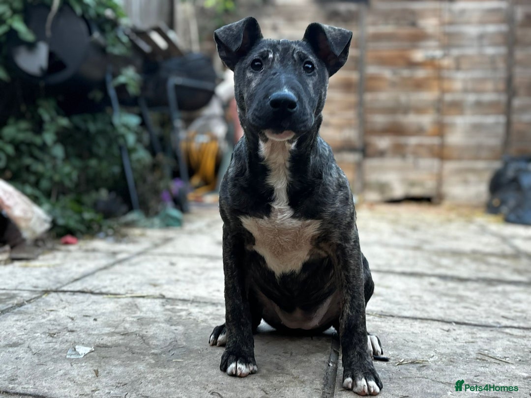 English Bull Terrier dogs for sale: English Bull Terrier Puppies  - Advert 2