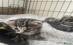 Mixed Breed cats for sale: Kittens ready to reserve  - Image 7