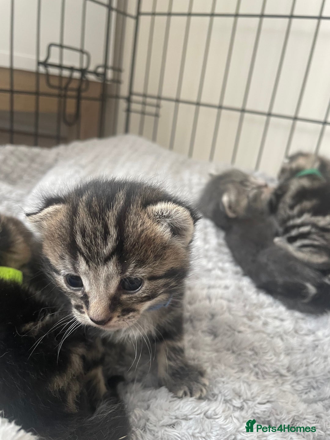 Mixed Breed cats for sale: Kittens ready to reserve  - Image 7