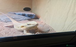 Bearded Dragon reptiles for sale: Besrded Dragon - Image 6