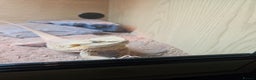 Bearded Dragon reptiles for sale: Besrded Dragon - Advert 6