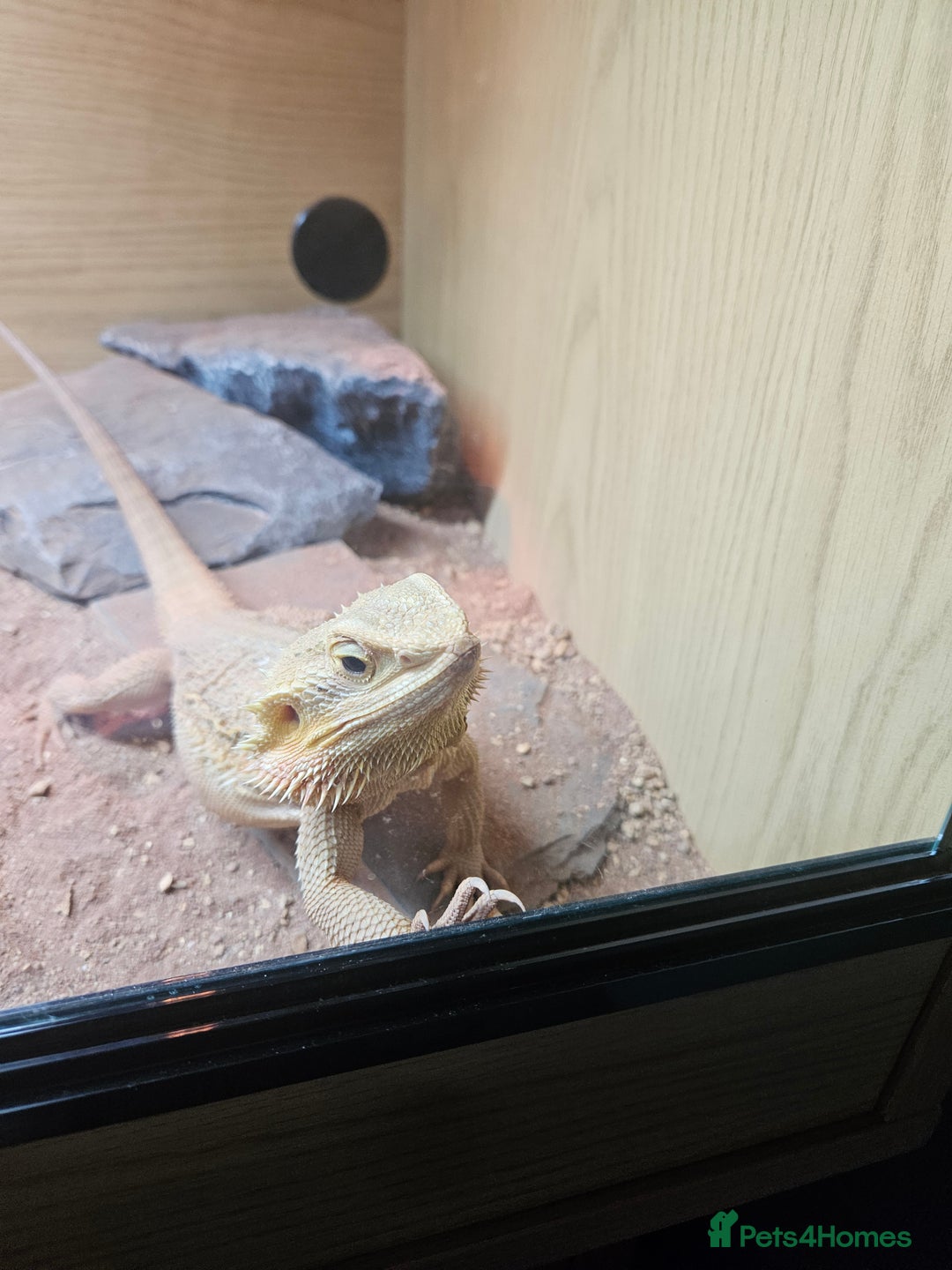 Bearded Dragon reptiles for sale: Besrded Dragon - Image 6