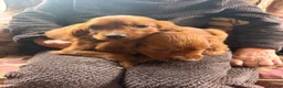 Irish Setter dogs for sale: TWO BOYS AVAILABLE READY TO LEAVE - Advert 15