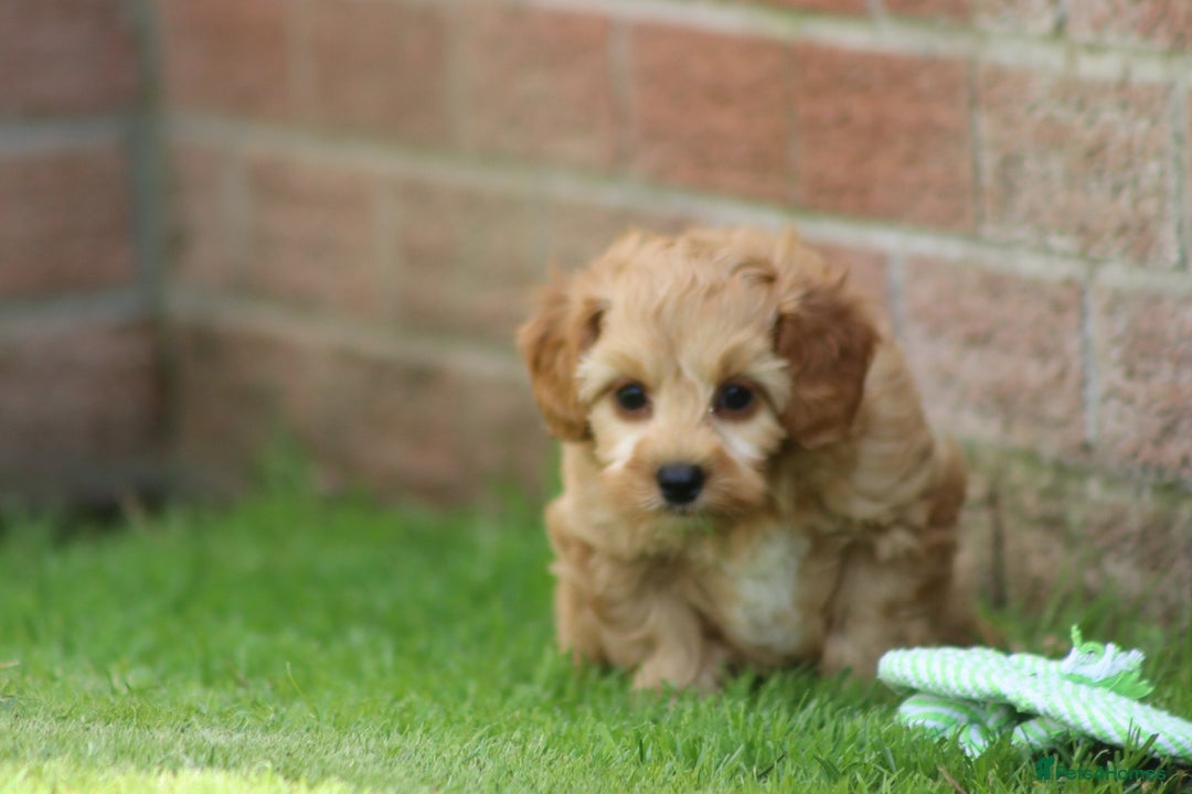 Cockapoo dogs for sale: Beautiful Cockapoo puppies for sale - Image 13