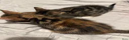 Domestic Shorthair cats for sale: 3 beautiful tabby kittens - Advert 10