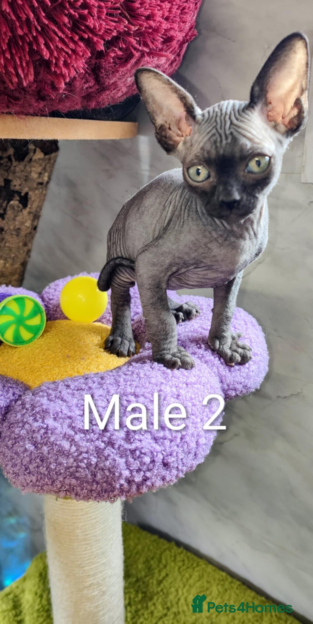 Sphynx cats for sale: Canadian Sphynx TICA REGISTERED. - Image 17