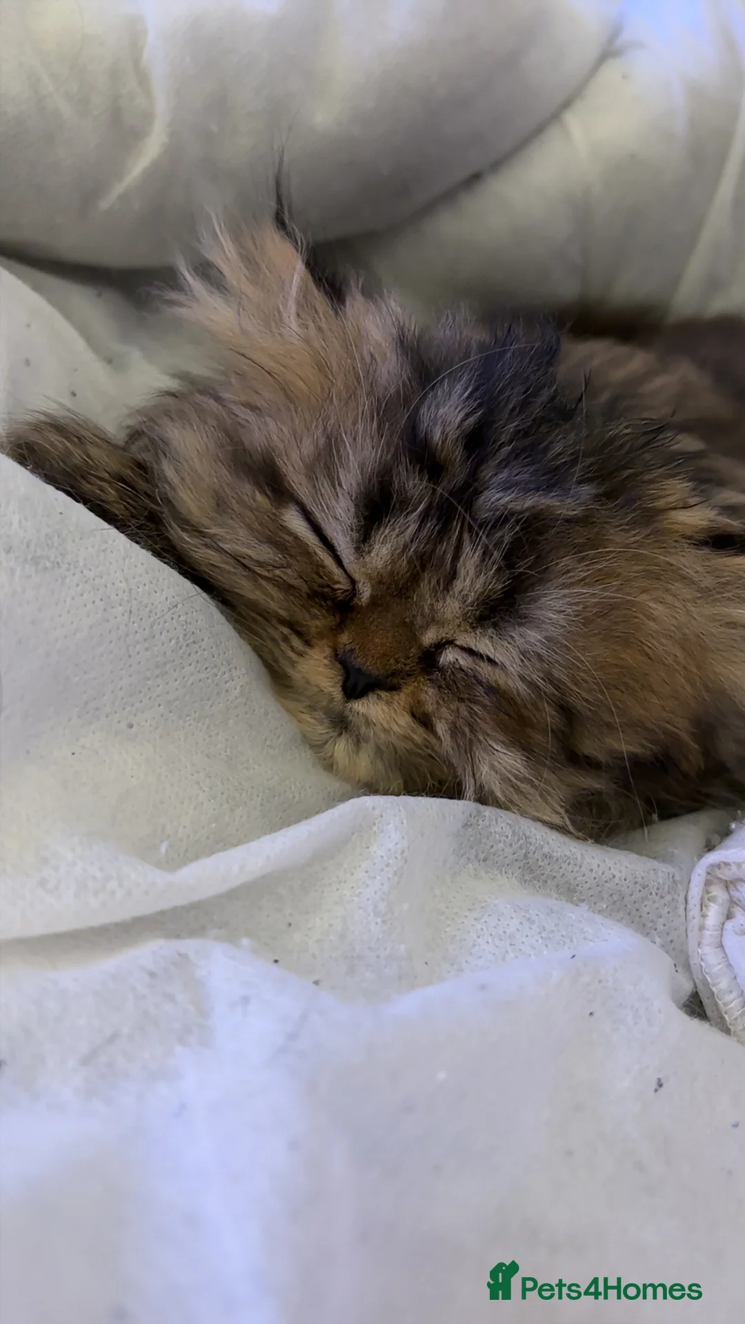 Persian cats for sale: One sweet Persian boy for sale/needing new home. - Advert 4