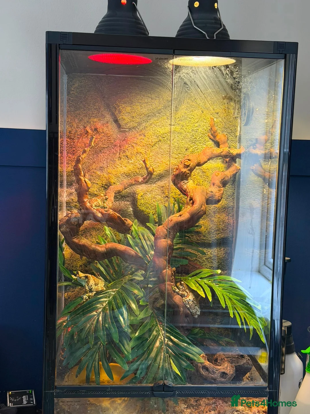 Frog reptiles for sale: 4 milk frogs and viv set up in Consett - Advert 6